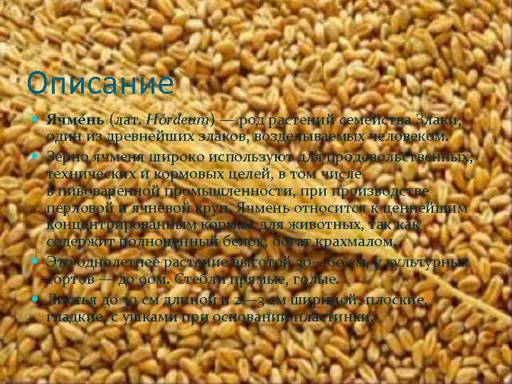 Описание Ячме нь (лат. Hórdeum) — род растений семейства Злаки, один из древнейших злаков,