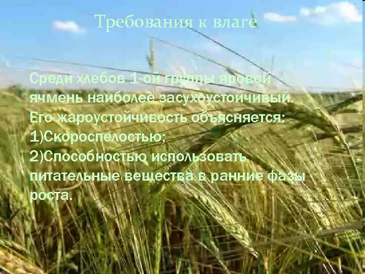 Требования к влаге Среди хлебов 1 -ой группы яровой ячмень наиболее засухоустойчивый. Его жароустойчивость