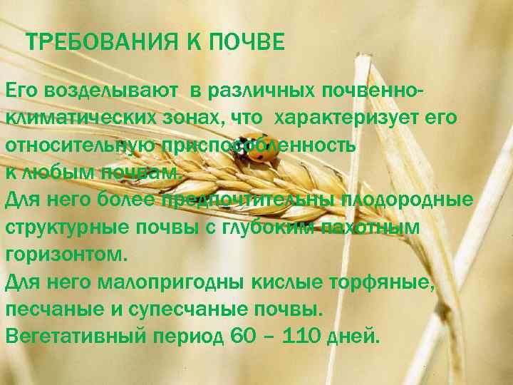 ТРЕБОВАНИЯ К ПОЧВЕ Его возделывают в различных почвенноклиматических зонах, что характеризует его относительную приспособленность