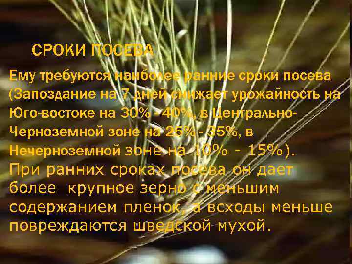 СРОКИ ПОСЕВА Ему требуются наиболее ранние сроки посева (Запоздание на 7 дней снижает урожайность
