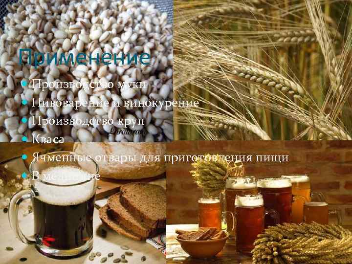 Применение Производство муки Пивоварение и винокурение Производство круп Кваса Ячменные отвары для приготовления пищи