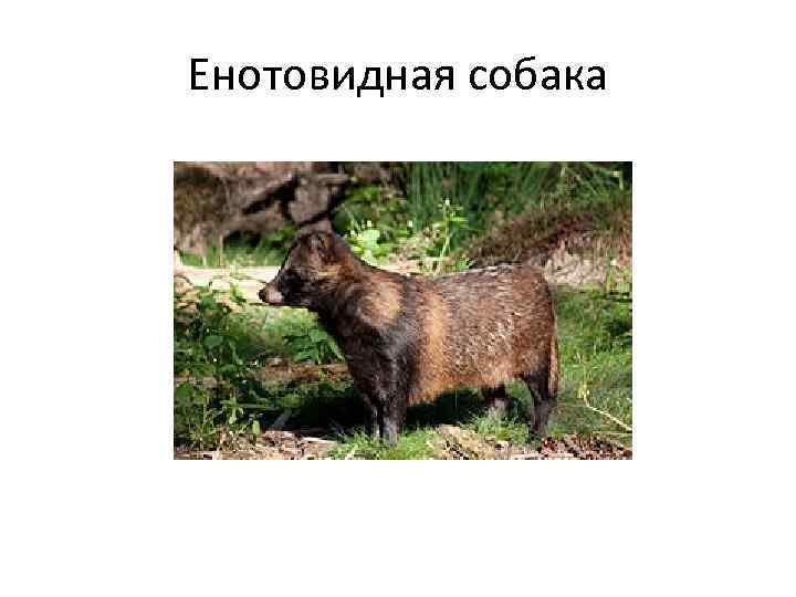 Енотовидная собака 