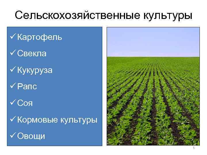 Сельскохозяйственные культуры ü Картофель ü Свекла ü Кукуруза ü Рапс ü Соя ü Кормовые