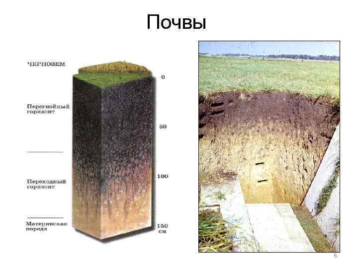Почвы 6 