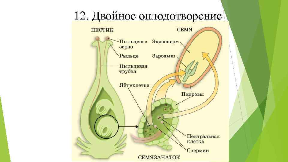 Деление вегетативной клетки пыльцевого зерна