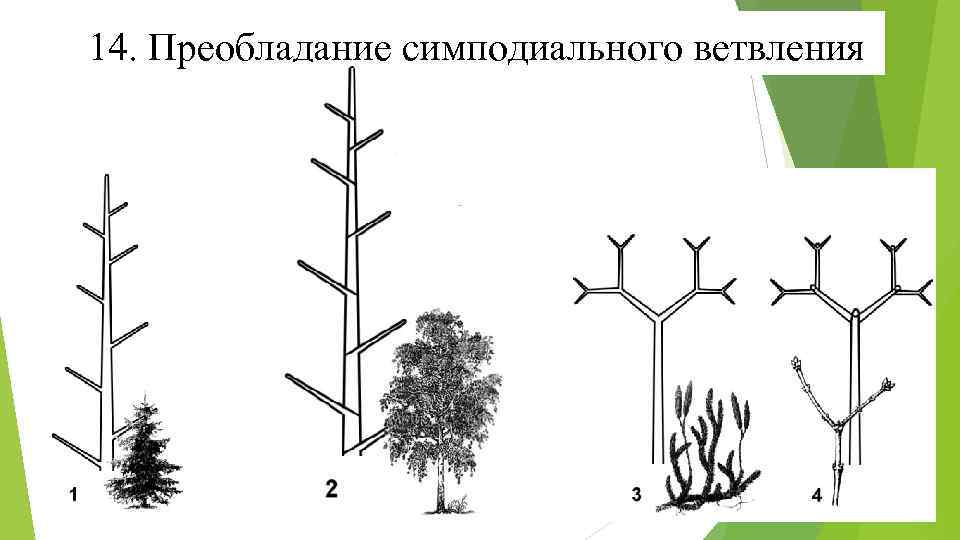 14. Преобладание симподиального ветвления 