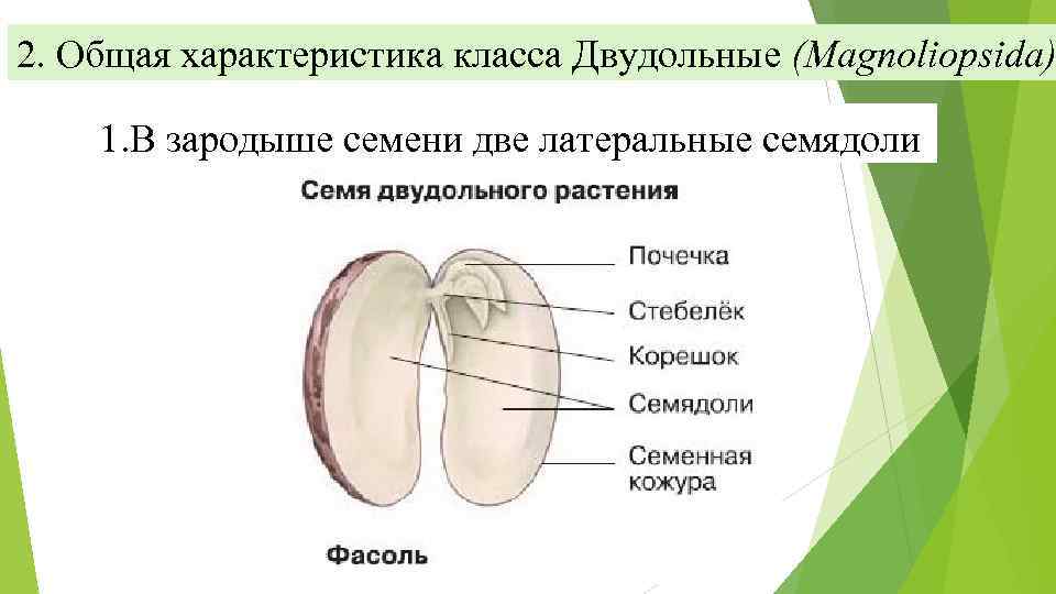 Растения имеют в зародыше семени две семядоли. Семенная кожура семядоли. Зародыш с двумя семядолями. Класс двудольные зародыш семени. Зародыш семени с двумя семядолями.