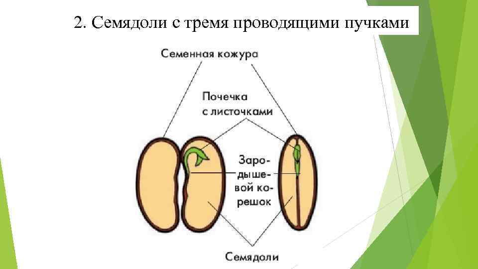 Почечка функции. 2 Семядоли. 1 Семядоля и 2 семядоли. Семенная кожура семядоли. Зародыш семени с двумя семядолями.