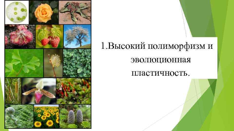 1. Высокий полиморфизм и эволюционная пластичность. 