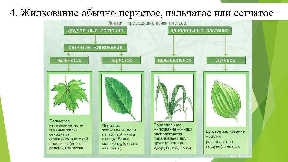 4. Жилкование обычно перистое, пальчатое или сетчатое 