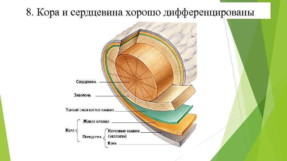 Сердцевина это. Кора и сердцевина дифференцированы. Слои сердцевины. Компоненты сердцевины коры. Тонкий слой клеток между корой и древесиной.