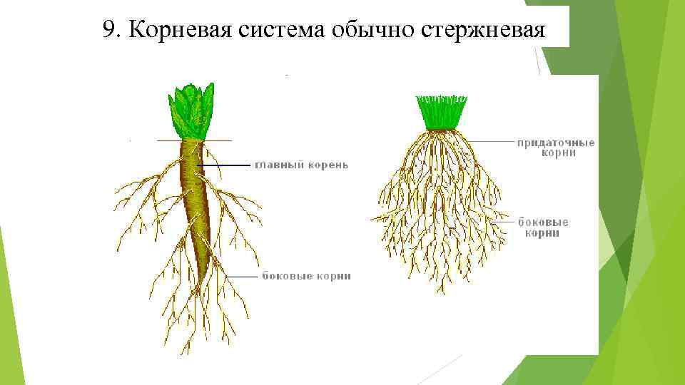 Стержневая корневая система которая обозначена на рисунке буквой