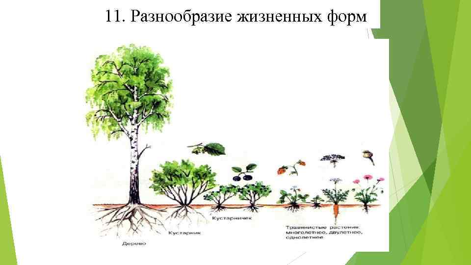 11. Разнообразие жизненных форм 