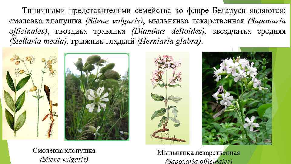 Типичными представителями семейства во флоре Беларуси являются: смолевка хлопушка (Silene vulgaris), мыльнянка лекарственная (Saponaria