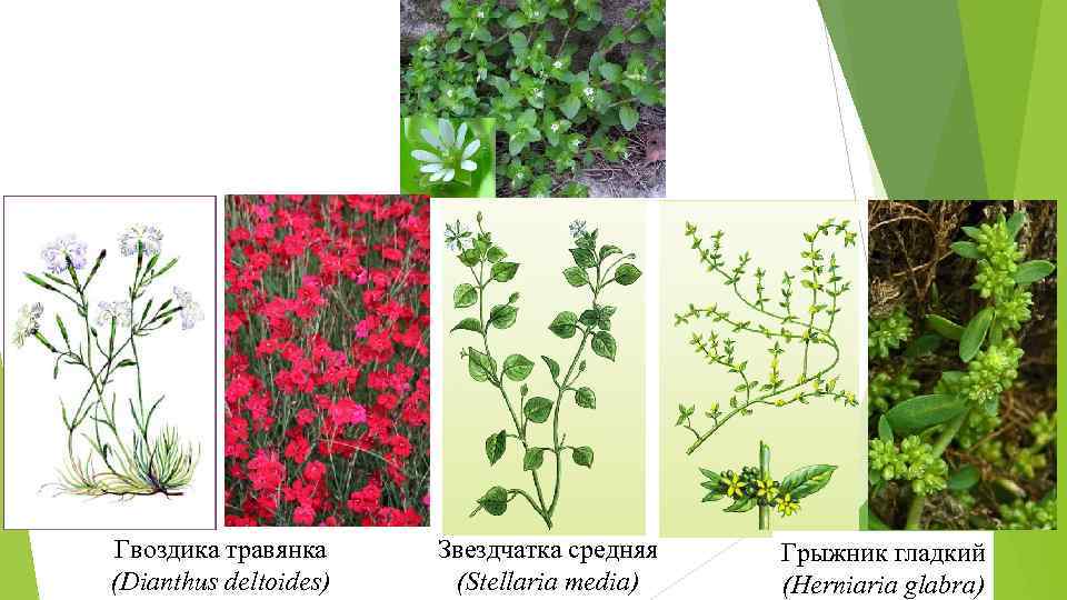 Гвоздика травянка (Dianthus deltoides) Звездчатка средняя (Stellaria mediа) Грыжник гладкий (Herniaria glabra) 