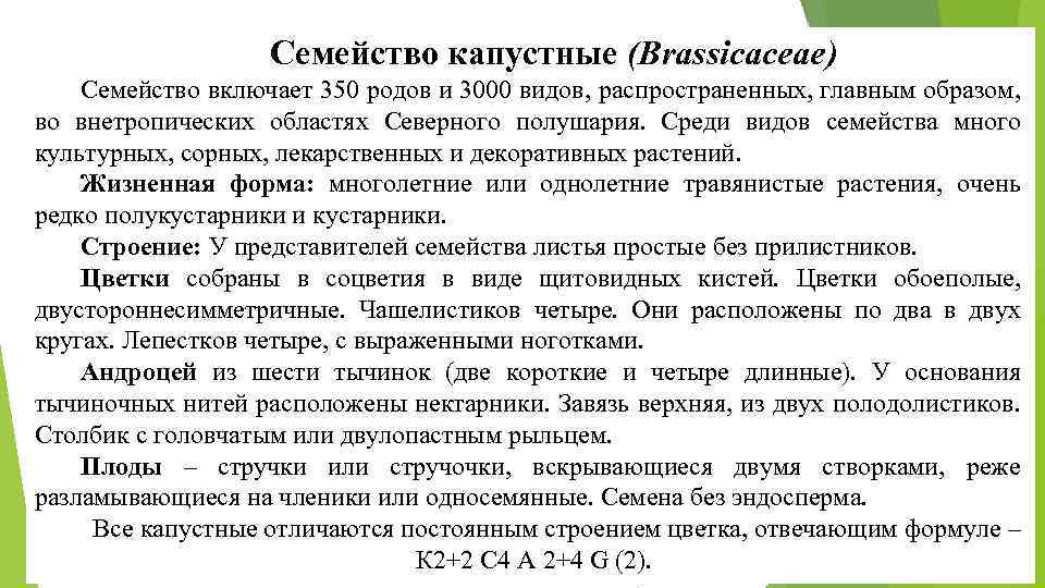 Семейство капустные (Brassicaceae) Семейство включает 350 родов и 3000 видов, распространенных, главным образом, во