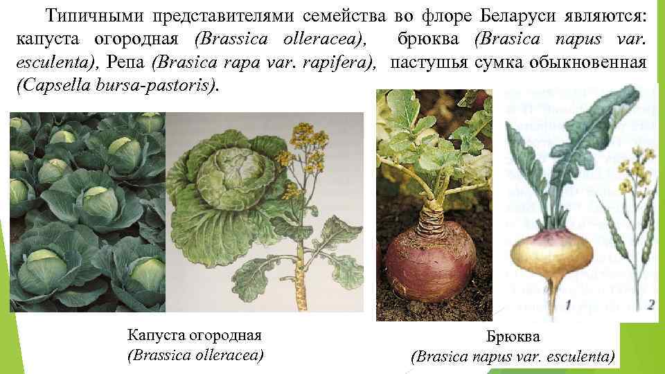 Типичными представителями семейства во флоре Беларуси являются: капуста огородная (Brassica olleracea), брюква (Brasica napus