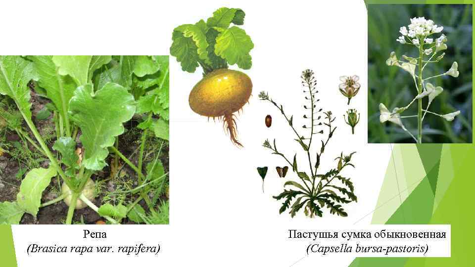 Репа (Brasica rapa var. rapifera) Пастушья сумка обыкновенная (Capsella bursa-pastoris) 