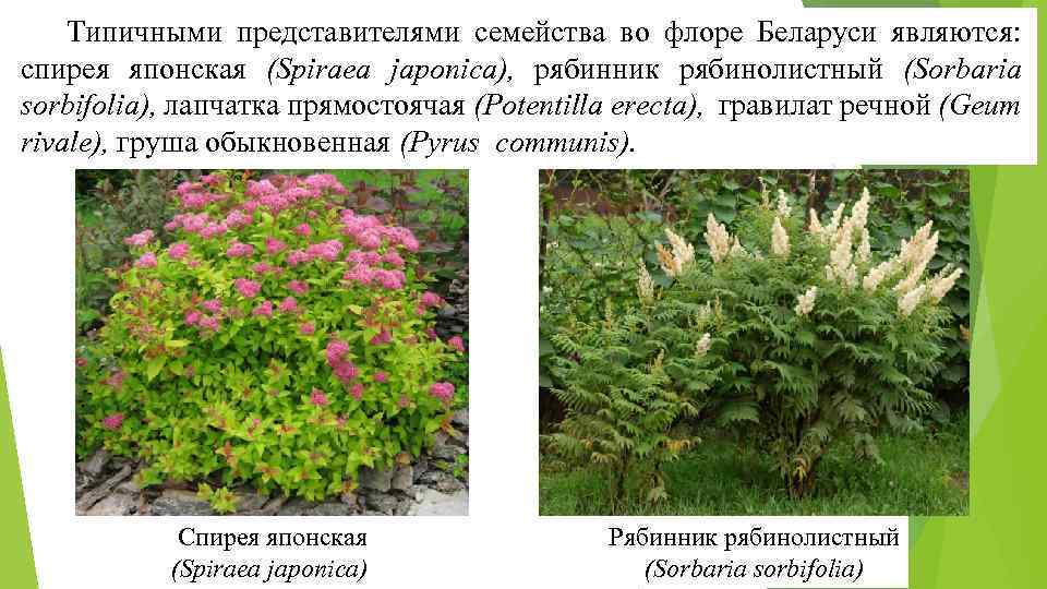Типичными представителями семейства во флоре Беларуси являются: спирея японская (Spirаea japonica), рябинник рябинолистный (Sorbaria