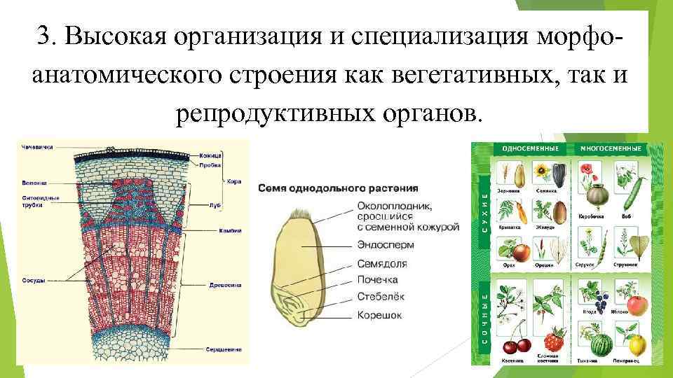 Личность как набор внешних морфо анатомических особенностей. Репродуктивные органы растений. Репродукция органов растения. Морфо анатомические показатели. ТЕМАСТРОЕНИЕ огранов ирастений.