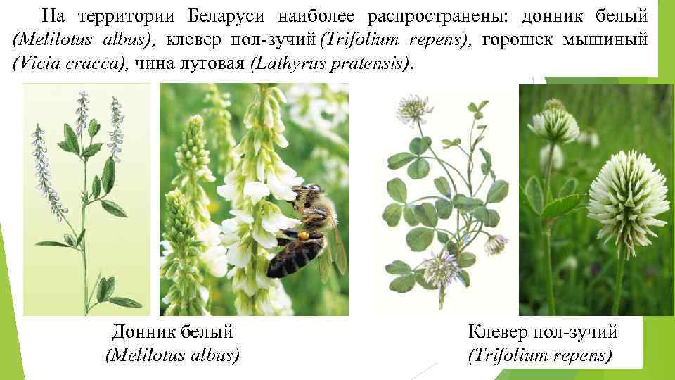 На территории Беларуси наиболее распространены: донник белый (Melilotus albus), клевер пол зучий (Тrifolium repens),