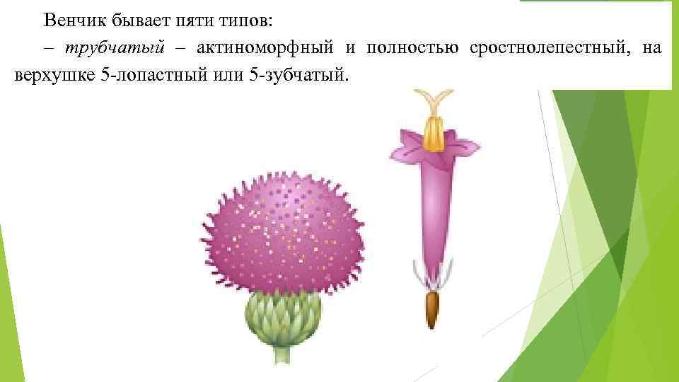 Венчик бывает пяти типов: – трубчатый – актиноморфный и полностью сростнолепестный, на верхушке 5