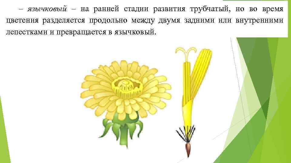 – язычковый – на ранней стадии развития трубчатый, но во время цветения разделяется продольно