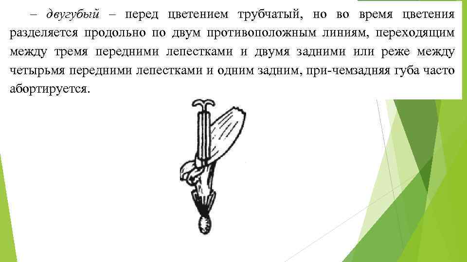 – двугубый – перед цветением трубчатый, но во время цветения разделяется продольно по двум