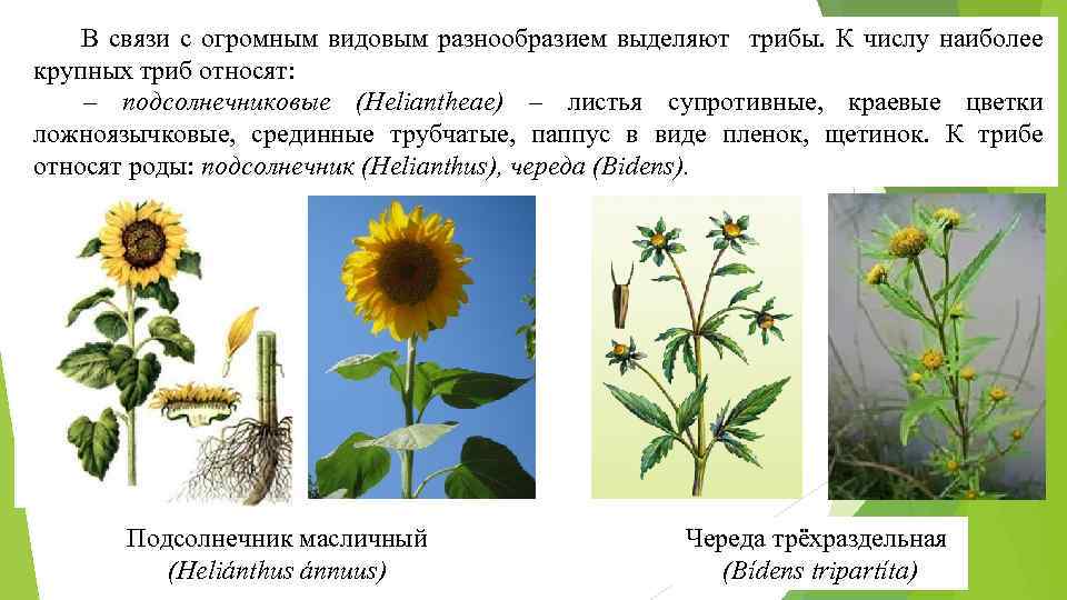 В связи с огромным видовым разнообразием выделяют трибы. К числу наиболее крупных триб относят: