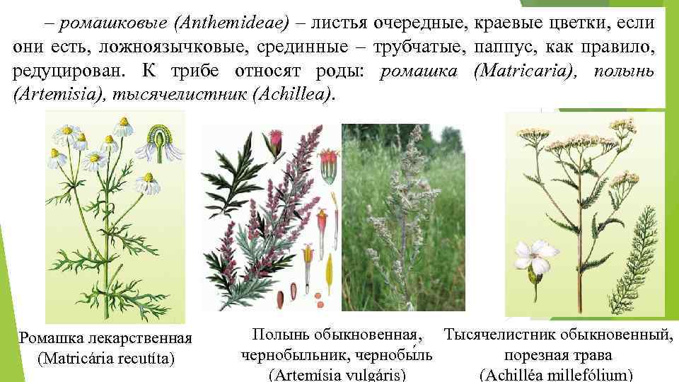– ромашковые (Anthemideae) – листья очередные, краевые цветки, если они есть, ложноязычковые, срединные –