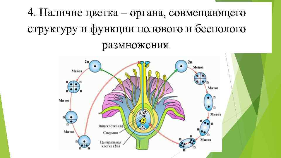 Органы растения выполняющие функцию полового размножения. Цветы в наличии. Функции цветка. Покрытосеменные размножение бесполым и половым. Цветок орган полового и бесполого размножения.