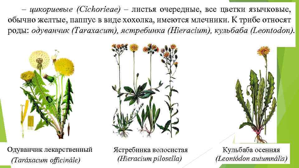 – цикориевые (Cichorieae) – листья очередные, все цветки язычковые, обычно желтые, паппус в виде