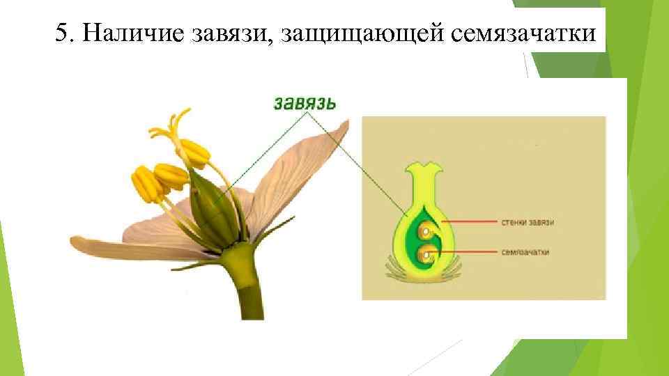 5. Наличие завязи, защищающей семязачатки 