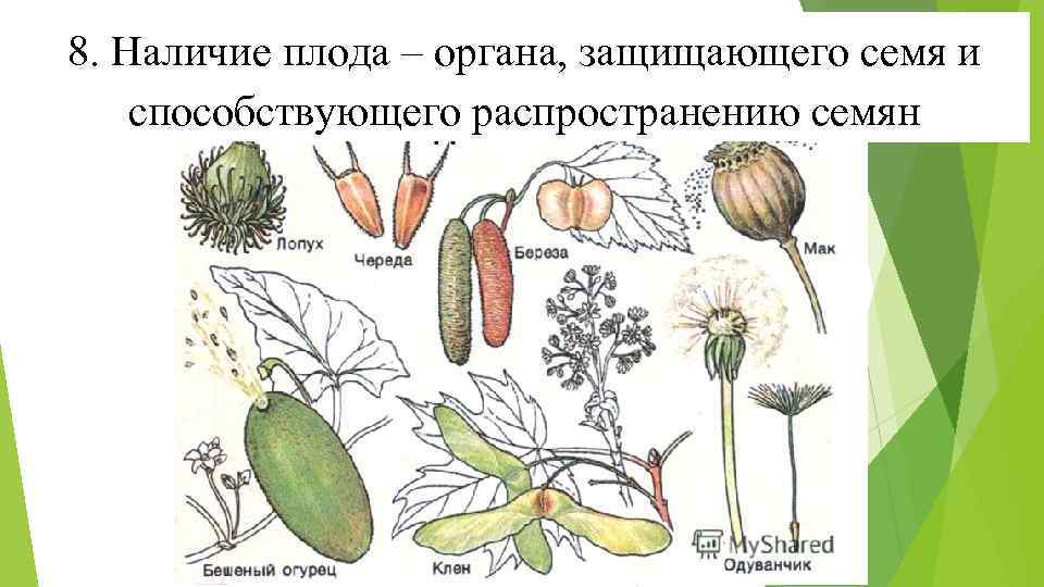 Где находятся семена у покрытосеменных. Способы распространения плодов и семян. Покрытосеменные распространение семян. Способы распространения семян у покрытосеменных. Способ распространения семян клена.