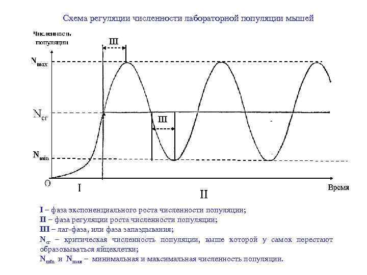 Схема регуляции численности лабораторной популяции мышей III I – фаза экспоненциального роста численности популяции;