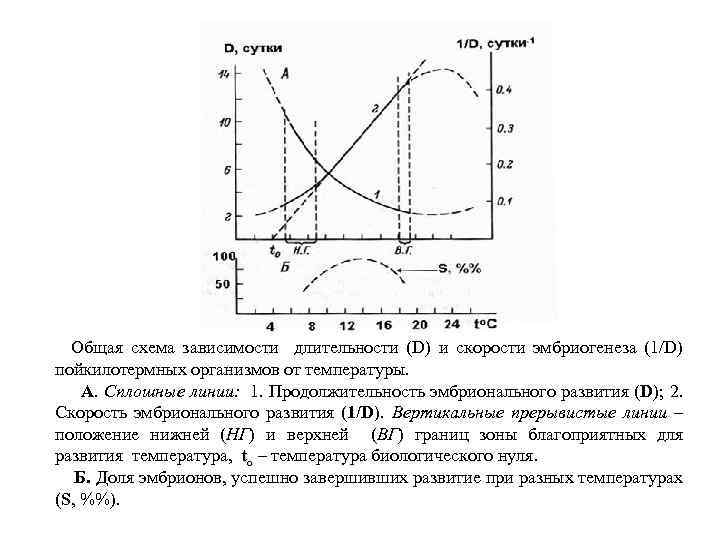 Общая схема зависимости длительности (D) и скорости эмбриогенеза (1/D) пойкилотермных организмов от температуры. А.