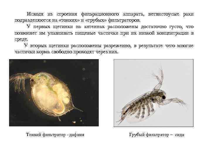 Исходя из строения фильрационного аппарата, ветвистоусые раки подразделяются на «тонких» и «грубых» фильтраторов. У