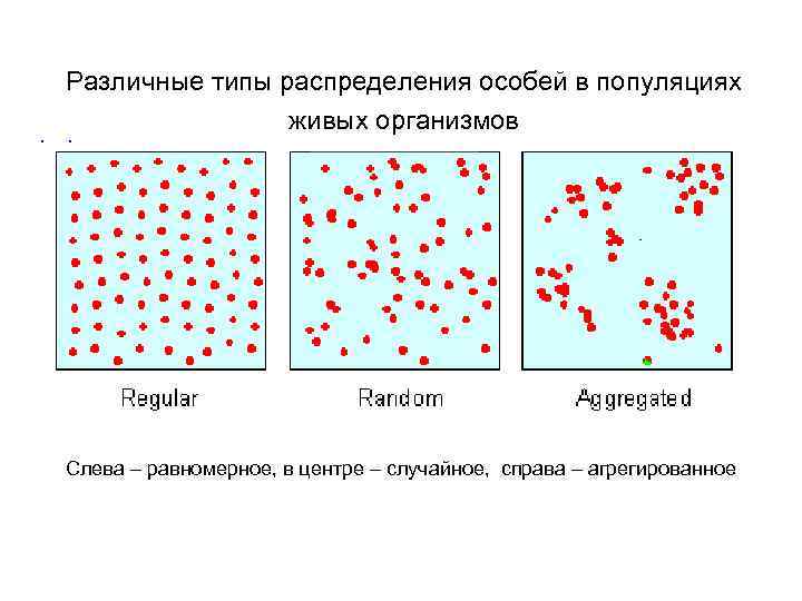 Различные типы распределения особей в популяциях живых организмов Слева – равномерное, в центре –