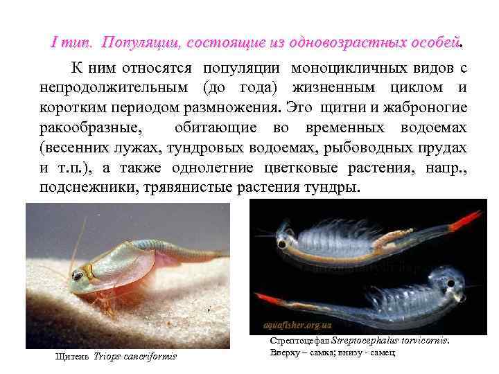 I тип. Популяции, состоящие из одновозрастных особей К ним относятся популяции моноцикличных видов с