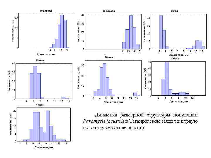  Динамика размерной структуры популяции Paramysis lacustris в Таганрогском заливе в первую половину сезона