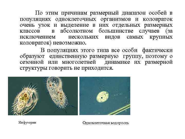  По этим причинам размерный диапазон особей в популяциях одноклеточных организмов и коловраток очень