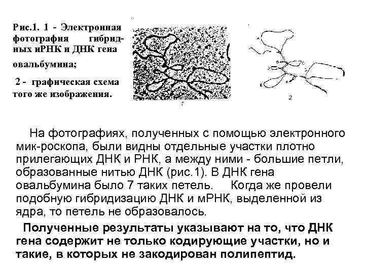 Рис. 1. 1 - Электронная фотография гибридных и. РНК и ДНК гена овальбумина; 2