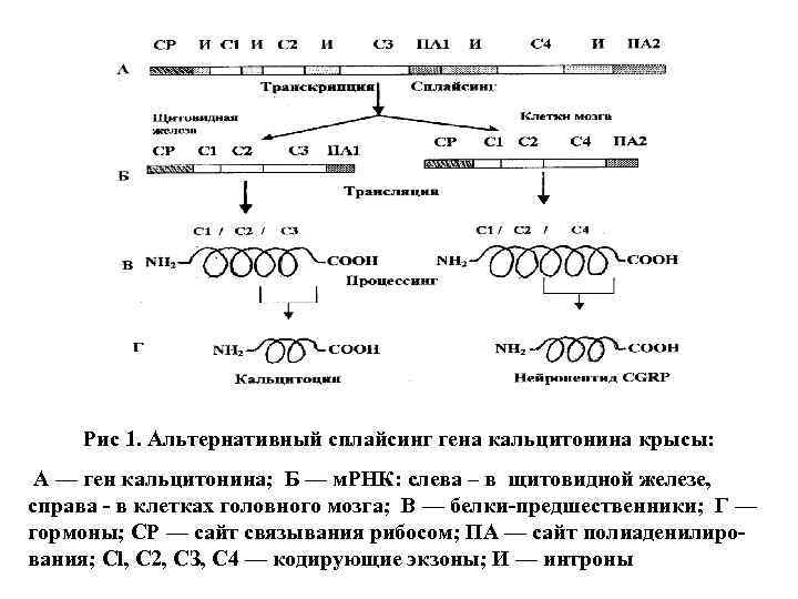 Рис 1. Альтернативный сплайсинг гена кальцитонина крысы: А — ген кальцитонина; Б — м.