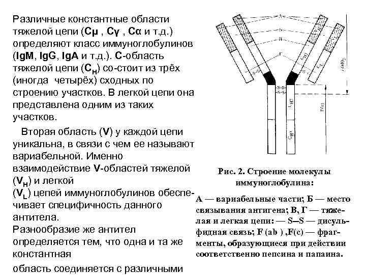 Первозданные конструкции геншин двух видов