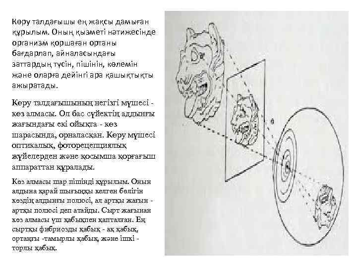 Көру талдағышы ең жақсы дамыған құрылым. Оның қызметі нәтижесінде организм қоршаған ортаны бағдарлап, айналасындағы