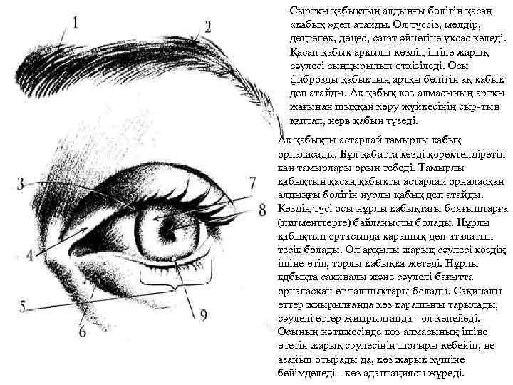Сыртқы қабықтың алдынғы бөлігін қасаң «қабық » деп атайды. Ол түссіз, мөлдір, дөңгелек, дөңес,