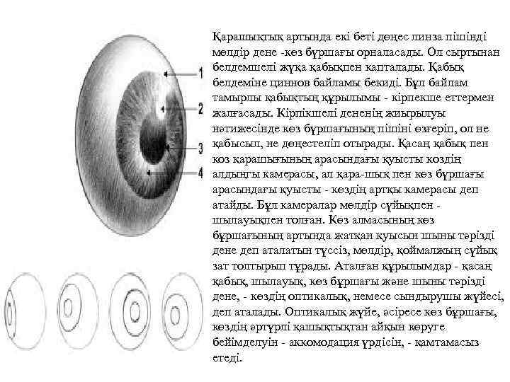 Қарашықтық артында екі беті дөңес линза пішінді мөлдір дене -көз бүршағы орналасады. Ол сыртынан