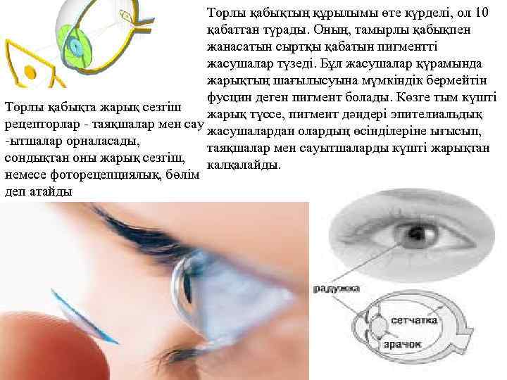 Торлы қабықтың құрылымы өте күрделі, ол 10 қабаттан түрады. Оның, тамырлы қабықпен жанасатын сыртқы