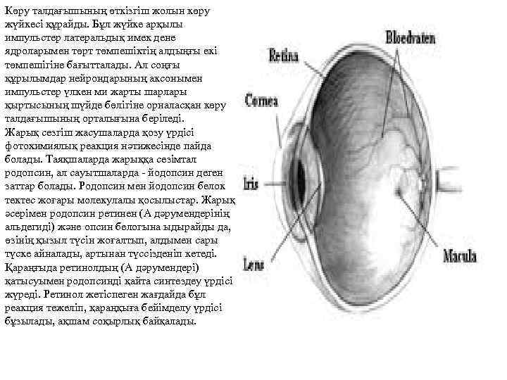 Көру талдағышының өткізгіш жолын көру жүйкесі құрайды. Бұл жүйке арқылы импульстер латеральдық имек дене