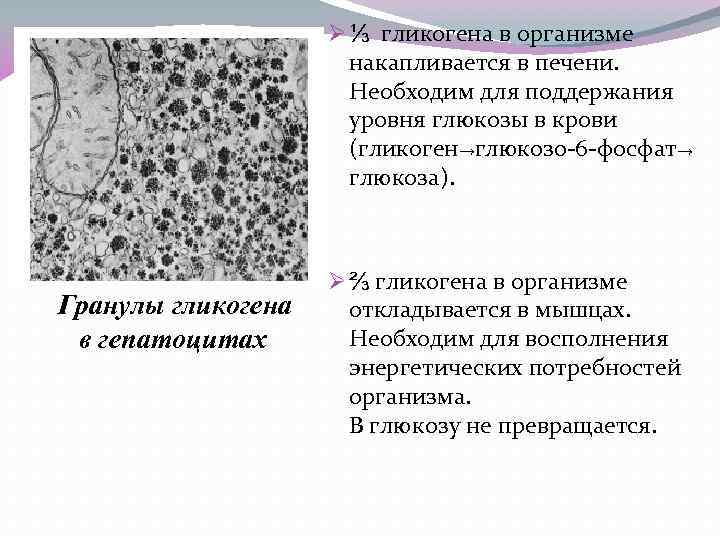 Ø ⅓ гликогена в организме накапливается в печени. Необходим для поддержания уровня глюкозы в